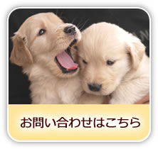 お問い合わせはこちら