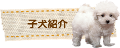 子犬紹介