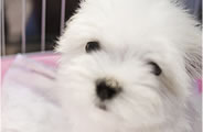 子犬情報