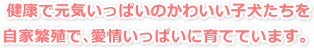 健康で元気いっぱいのかわいい子犬たちを自家繁殖で、愛情いっぱいに育てています。