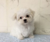 マルチーズのご案内です♪