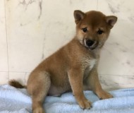 柴犬の赤ちゃんです♪