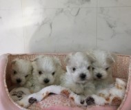 マルチーズの赤ちゃんです♪